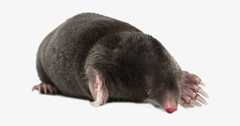 Mole - Mole Animal Png, transparent png