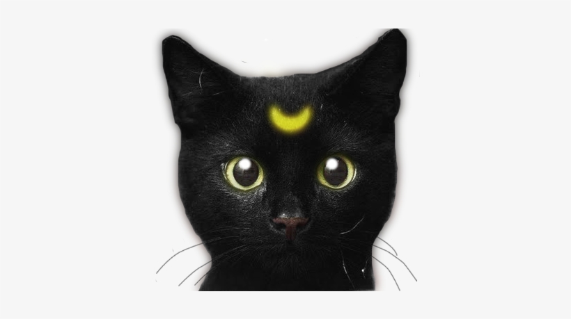 The Edited Scary Shit Tumblr Cat - Unique Vintage Glass Time Jewelry Cat Necklace 3 Pendant, transparent png