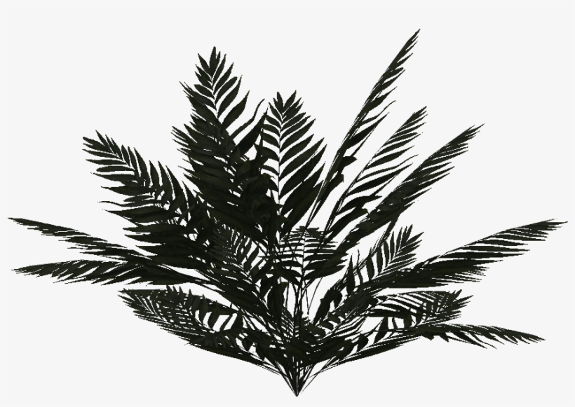 Jungle Fern - Wiki, transparent png