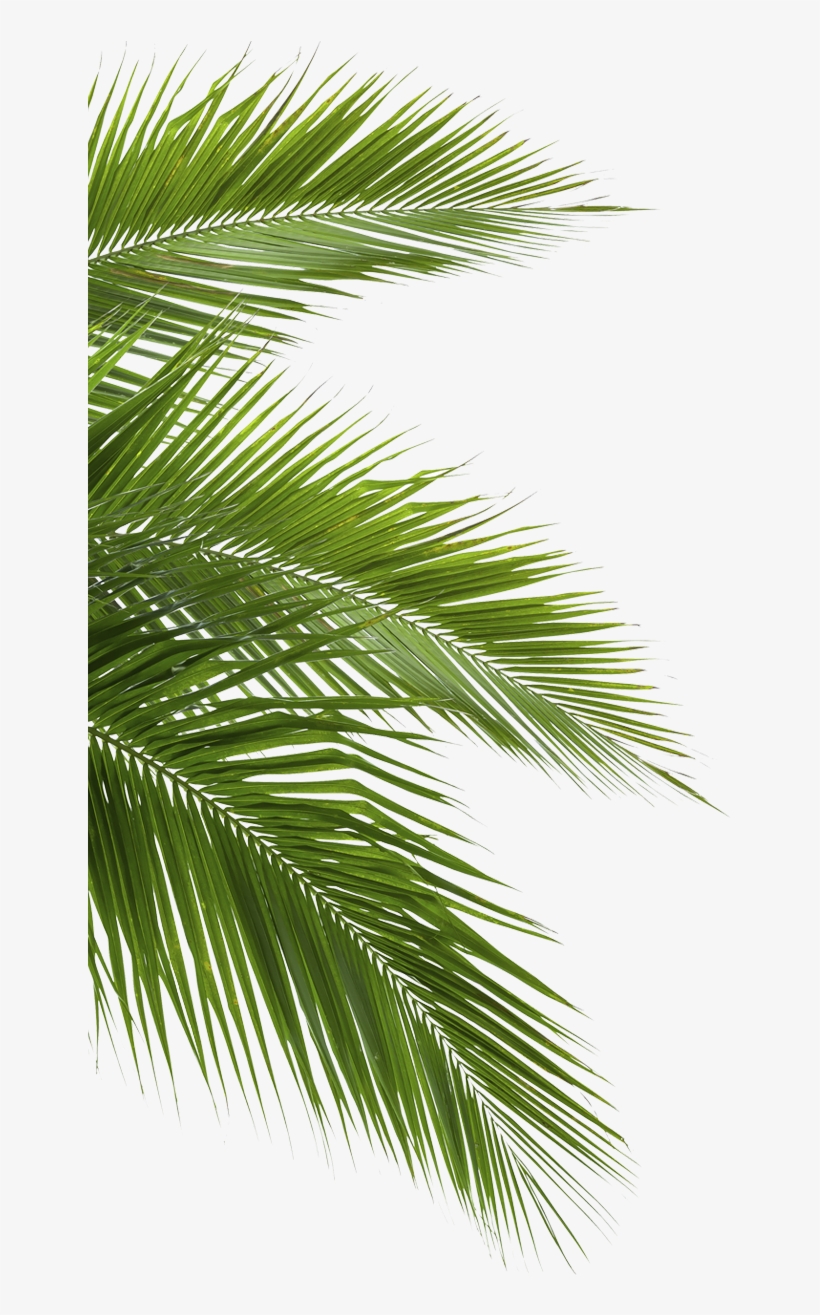 18, Jungle Forest - Jungle Png, transparent png