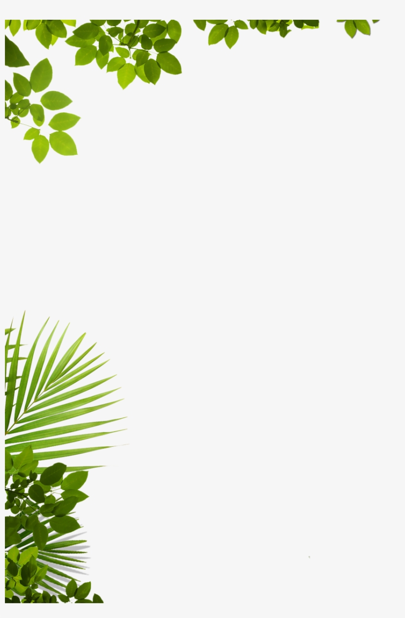 About Us Adventure Zip Lines Punta Cana - Window Decal: Through The Tree (window Decal), 70x50cm., transparent png