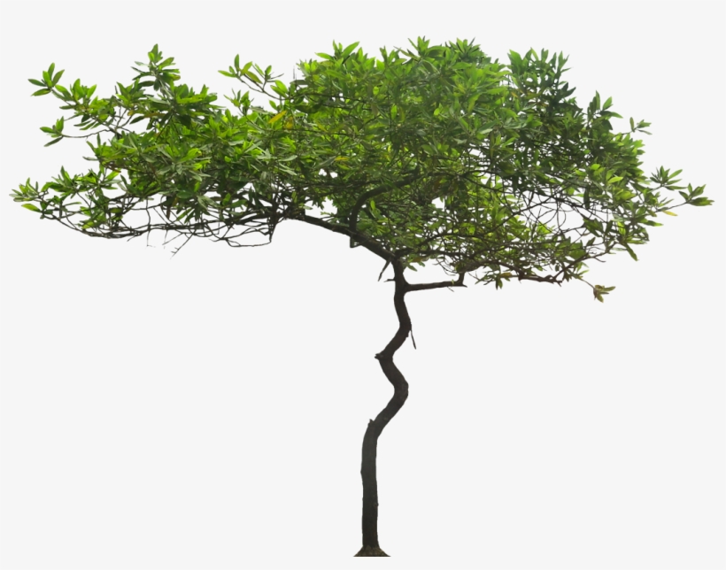 Free Pictures Of Ornamental Tropical / Subtropical - Acacia Tree Transparent Background, transparent png