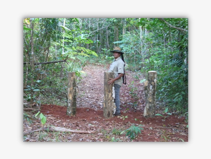 Work At A Restoration Site, Daintree October - October, transparent png