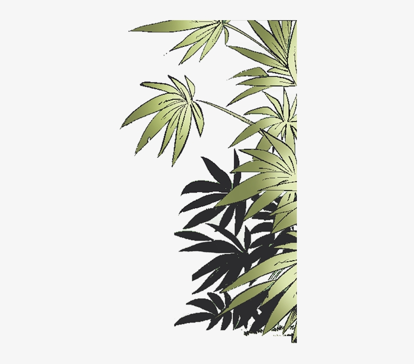 Jungle, transparent png