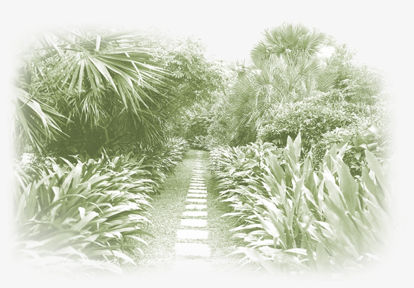 Jungle Gardens Was Created By Edward Avery “ned” Mcilhenny - Sarasota Jungle Gardens, transparent png