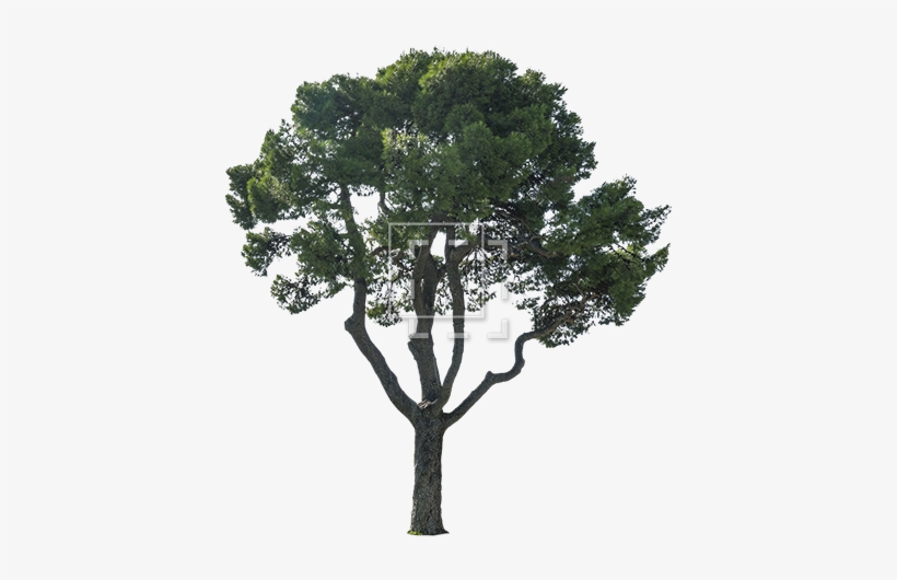 A Tree That Belongs Outside Your European Sea Villa - Trees Cutouts, transparent png