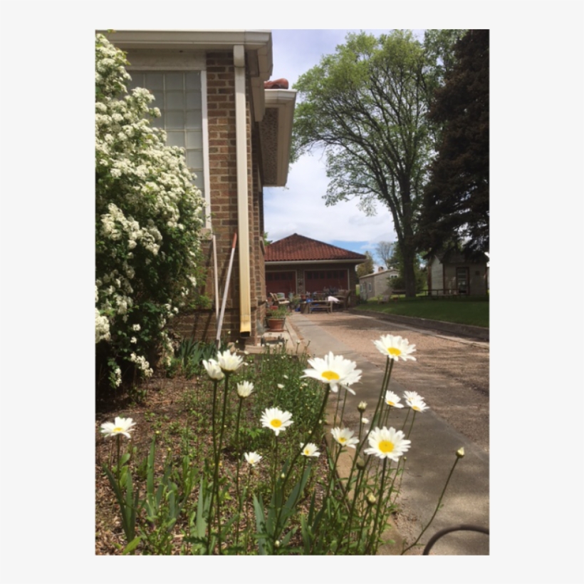 The Abbott Mansion 83857 Ne 61, Hyannis, Ne 69350, - Oxeye Daisy, transparent png