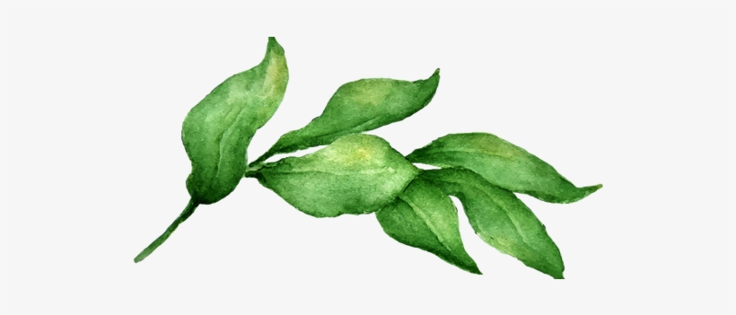 Interior Design And Home Décor - Bay Leaf Watercolour, transparent png
