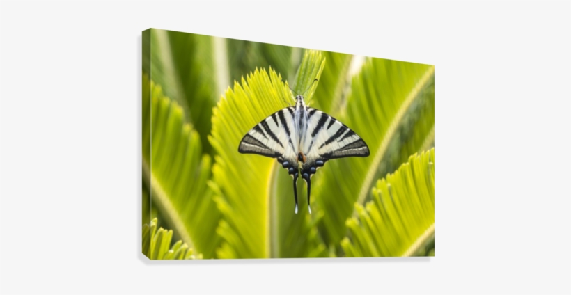 Scarce Swallowtail Butterfly Canvas Print - Butterfly, transparent png