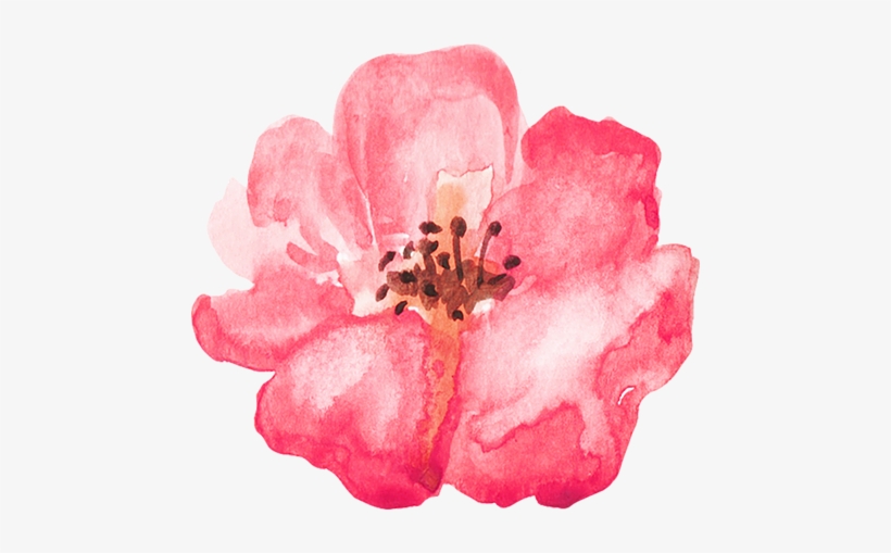 Thanks For Visiting My Page - Prickly Rose, transparent png