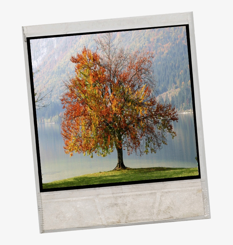 Fall-tree - Words To Live By: A Daily Guide Ok], transparent png