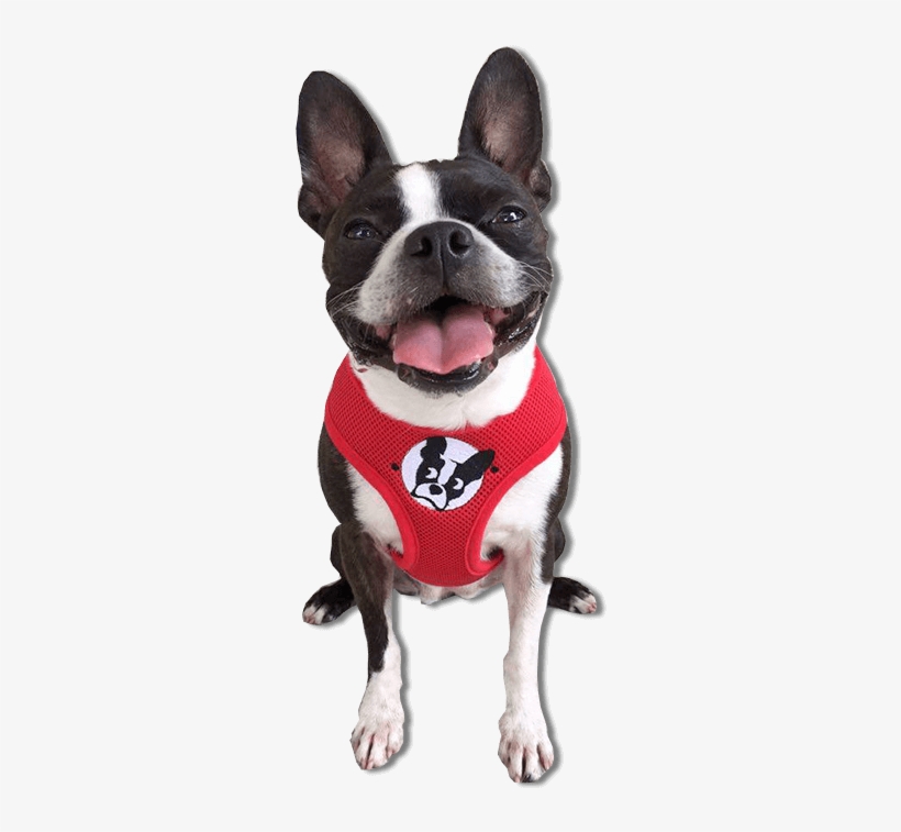 Boston Terrier Harness - Boston Terrier, transparent png