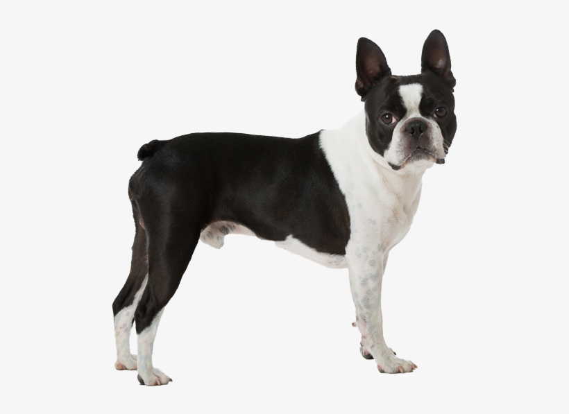 Boston Terrier Pricing - Boston Terrier Png, transparent png