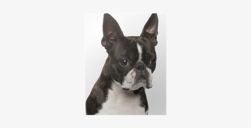 Close-up Of Boston Terrier, 1 Year Old Poster • Pixers® - Nasal Dog, transparent png
