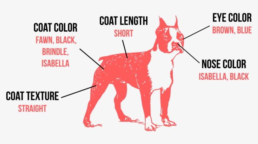The Boston Terrier Is Permanently On The Best Dressed - Illustration, transparent png