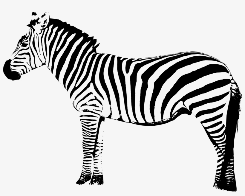 Zebra Free Png Image - Zebra Png, transparent png