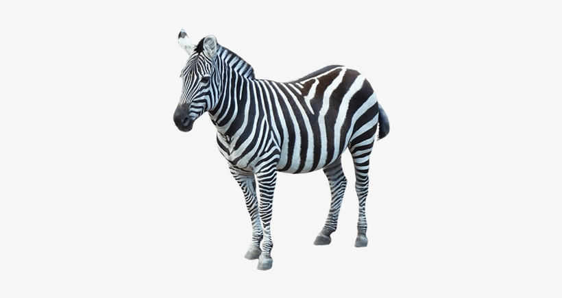 Animals - Zebras - Zebra Png, transparent png