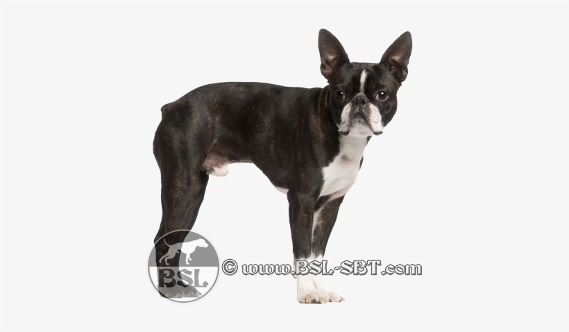 Bostonterrier - Boston Terrier X Pug, transparent png
