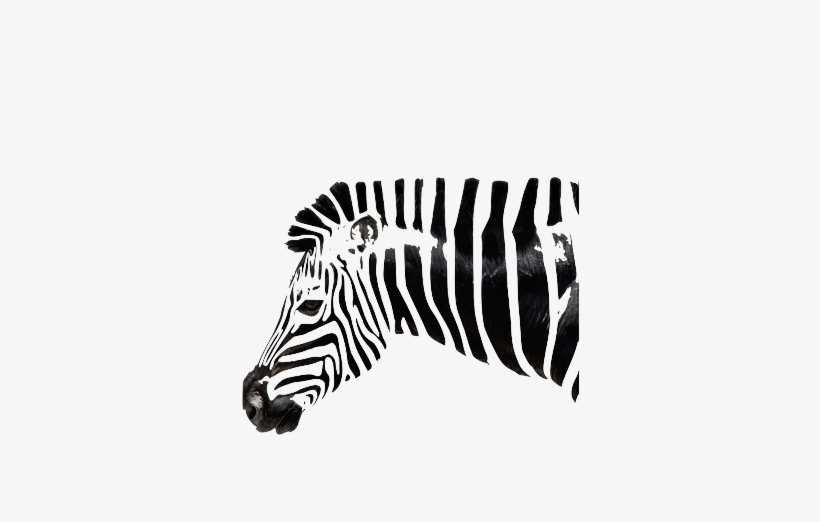 Foto - Zebra Drawing, transparent png
