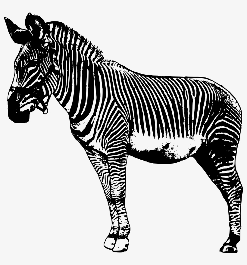 Cebra Ç, transparent png
