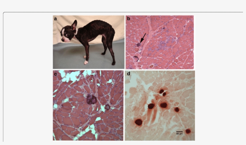 Histopathology Of Muscle Biopsies From A Female Boston - Pest, transparent png