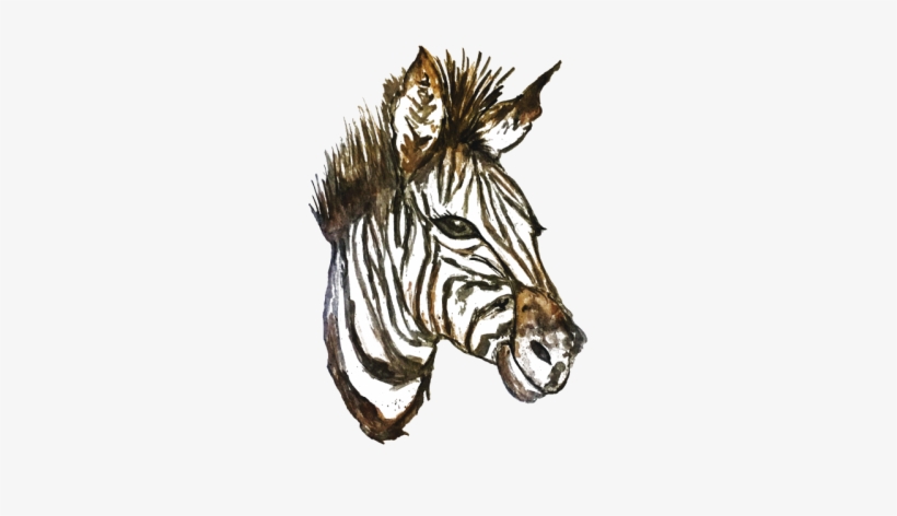 Zebra, transparent png
