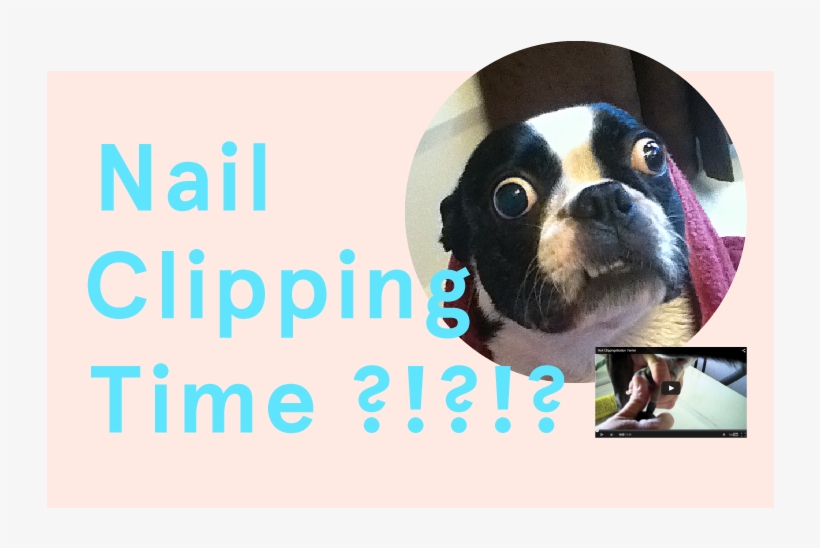 How To Clip Your Boston's Nails - Dog, transparent png