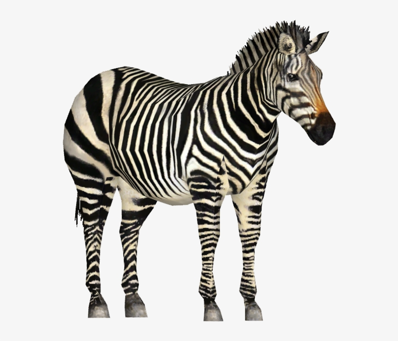 Zebrahartmans Tamara Henson - Zoo Tycoon Zebra Png, transparent png