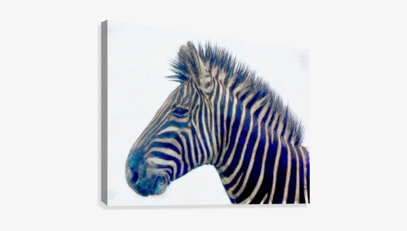 Zebra 2450 Canvas Print - Calvendo Zebras - Ungezähmte Kraft (wandkalender 2017, transparent png