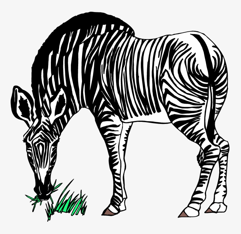Larger Clipart Zebra - Zebra Eating Grass Clipart, transparent png