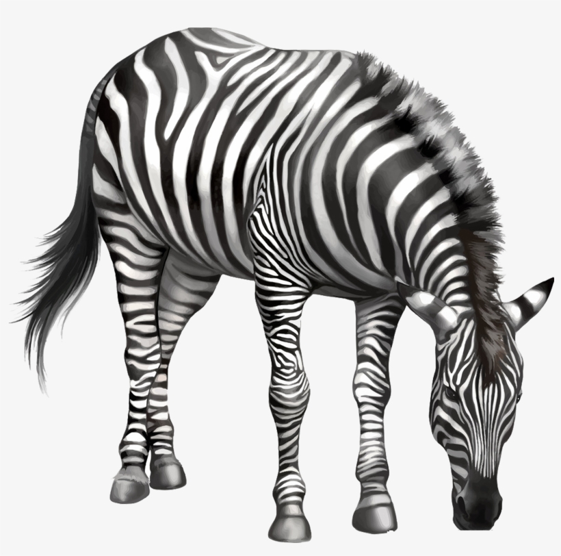 Zebra Drawing Clip Art - Zebra Eating Png, transparent png