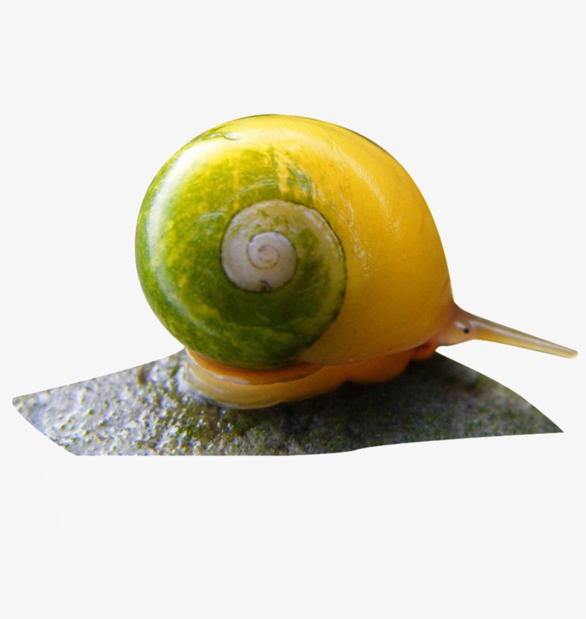 Fenix Cl20 Camping Lantern (olive Green), transparent png