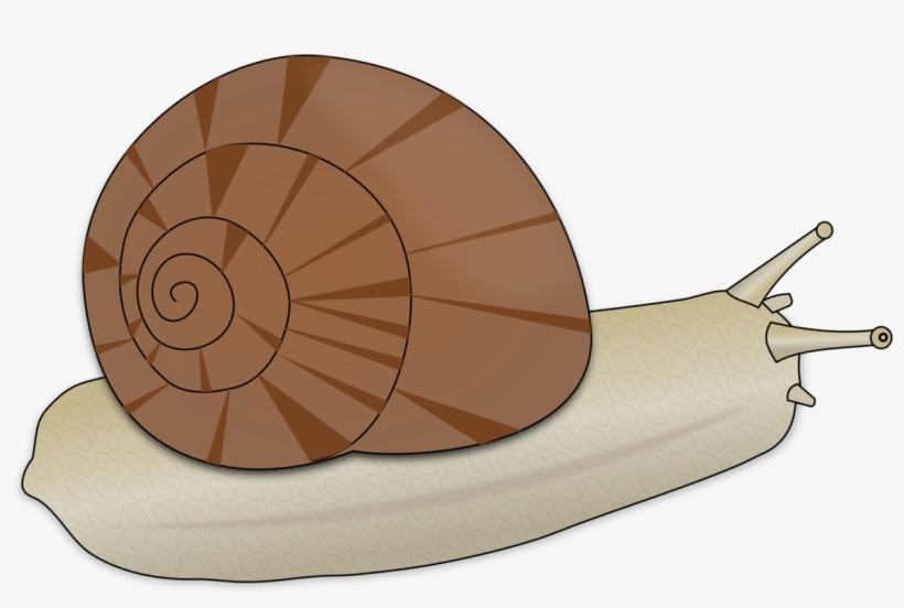 Escargot The Snail Drawing Download - Escargot Clipart, transparent png