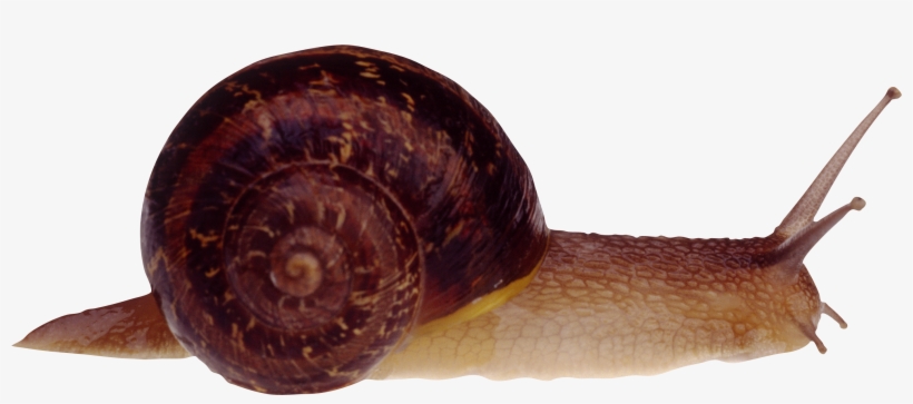 Snail Png, transparent png