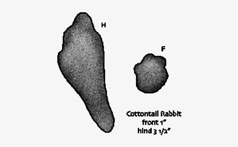 Rabbit Paw Print - Rabbit, transparent png