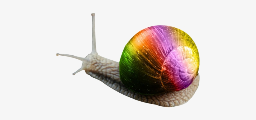 Snail Png Transparent Image - Portable Network Graphics, transparent png