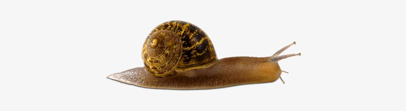 Snail Images Free, transparent png