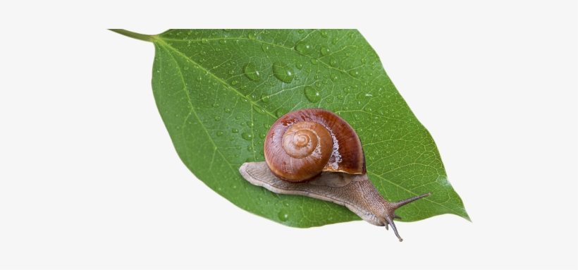 หอยทาก Siamsnail สยามสเนล - Snail On Leaf Png, transparent png