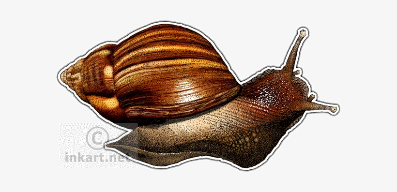 Giant African Snail Decal - Giant African Snail Png, transparent png
