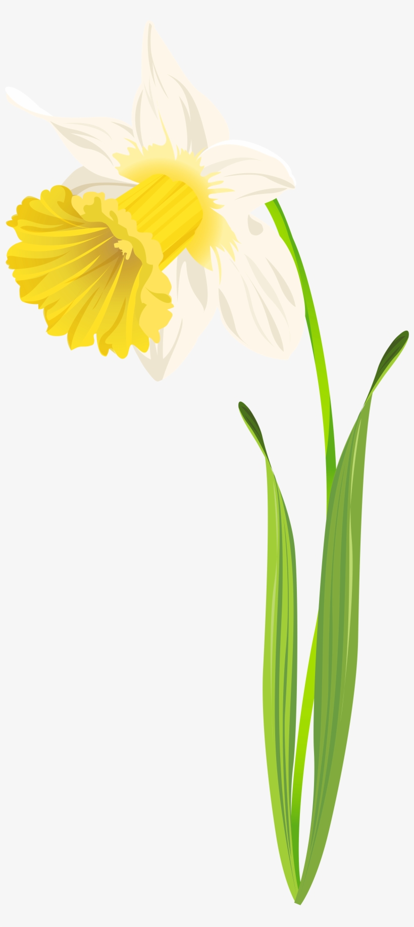 Daffodil Png Clip Art Image - Clip Art, transparent png