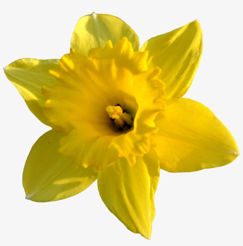 Daffodil Png High-quality Image - Daffodil Png, transparent png
