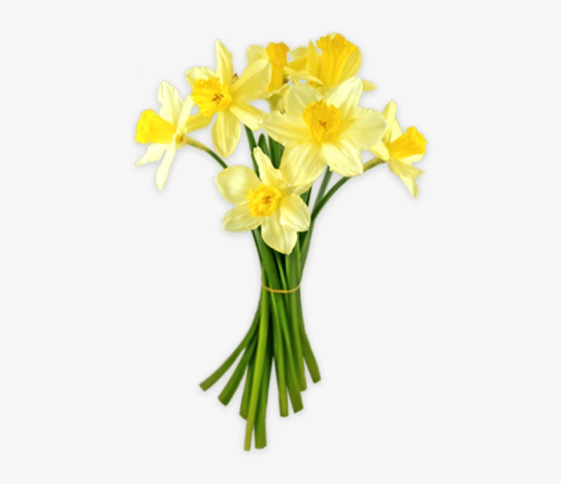Daffodil Png, transparent png
