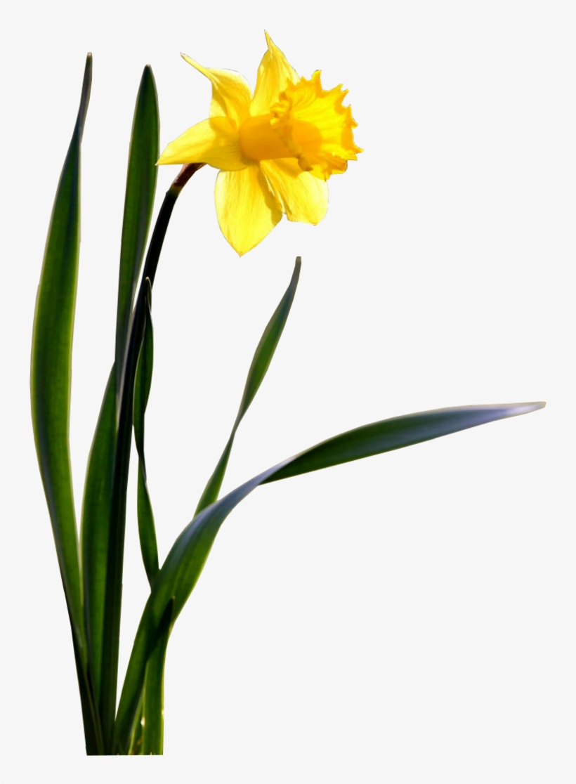 Single Daffodil Wallpaper - Daffodil Png - 800x1050 PNG Download - PNGkit