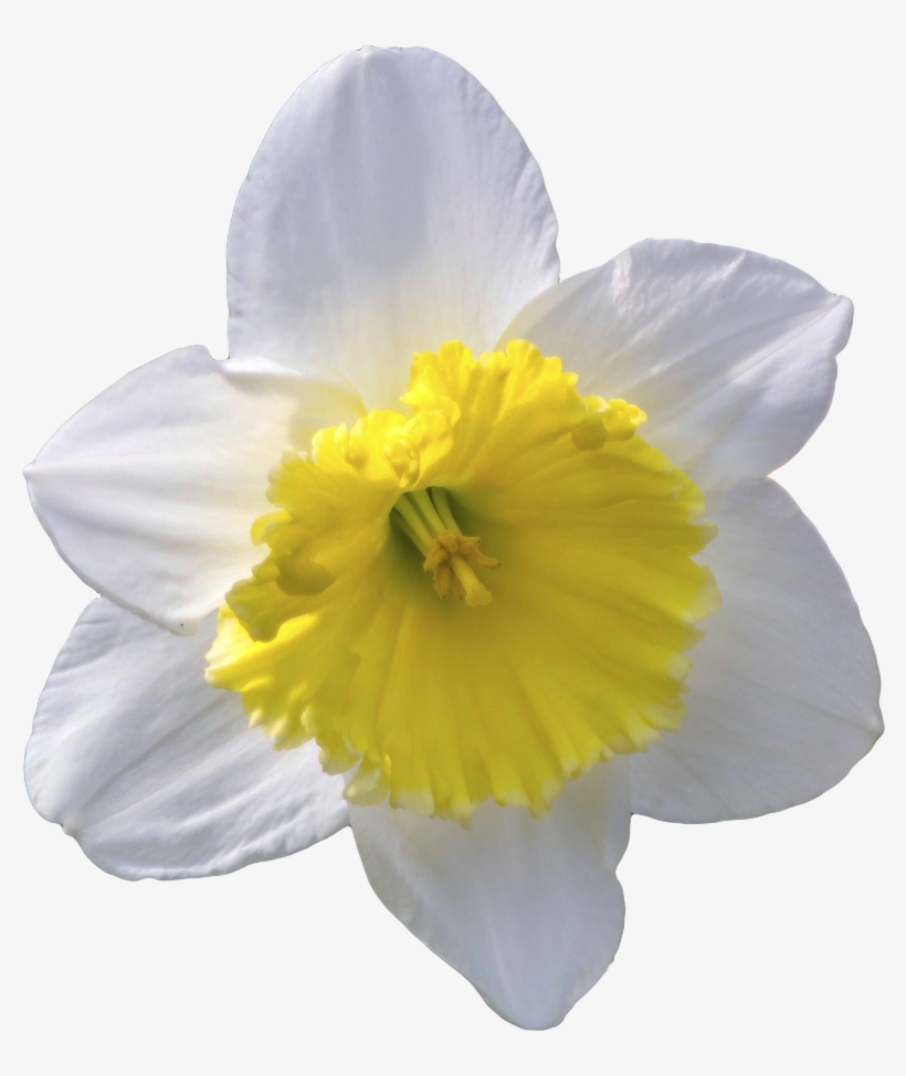 Daffodil Clipart Transparent Background, transparent png