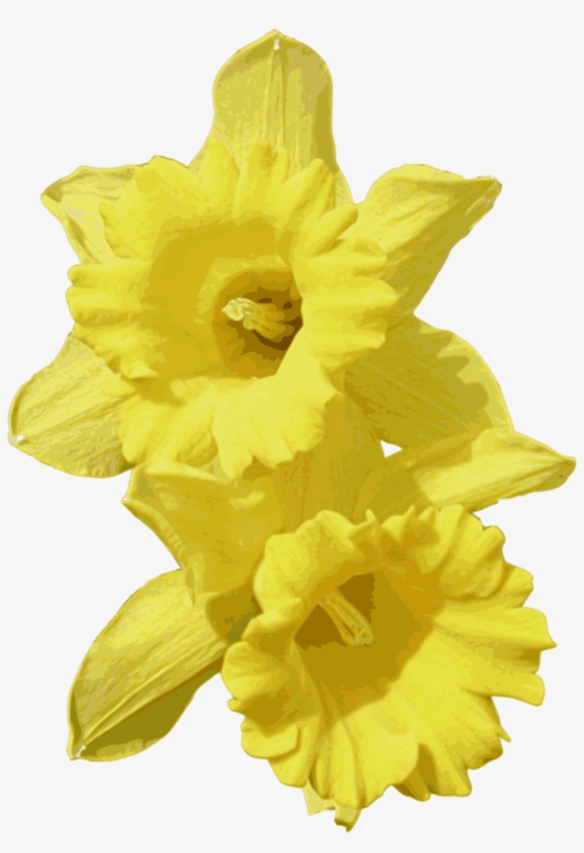 Daffodils Graphic Free Download - Clip Art Transparent Background Daffodil, transparent png