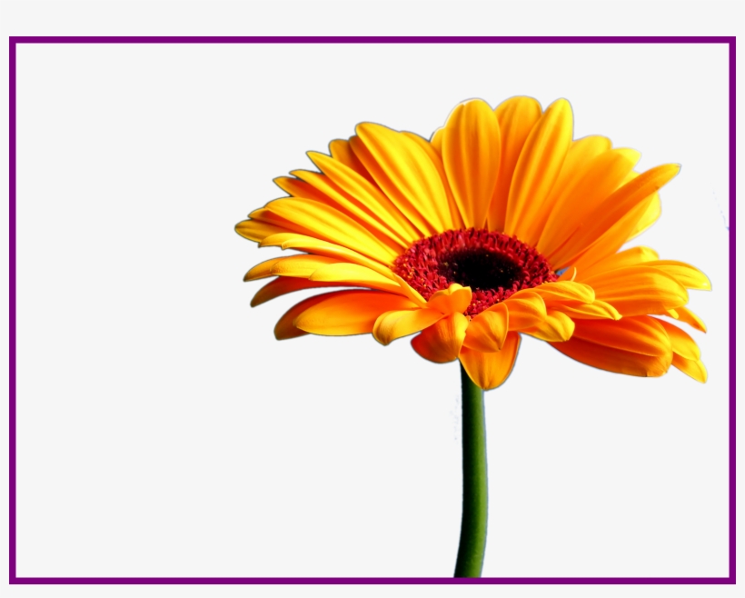 The Best Sunflower Watercolor Clipart Summer Flower - Chronic Pain Support Group, transparent png
