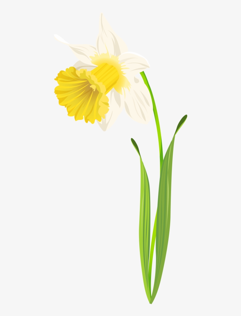 Free Png Daffodil Image Png Images Transparent - Daffodil Leaves Png, transparent png