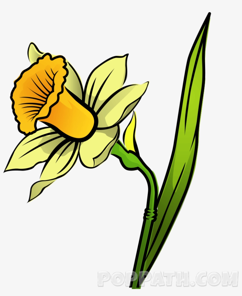 How To Draw A Daffodil - Iris, transparent png