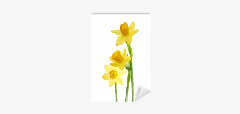 Bunch Of Yellow Spring Daffodils Against White Background - Kilobyte, transparent png