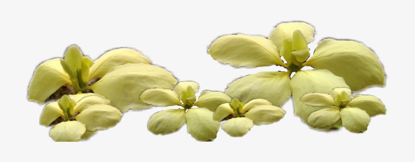 More - American Witch Hazel, transparent png